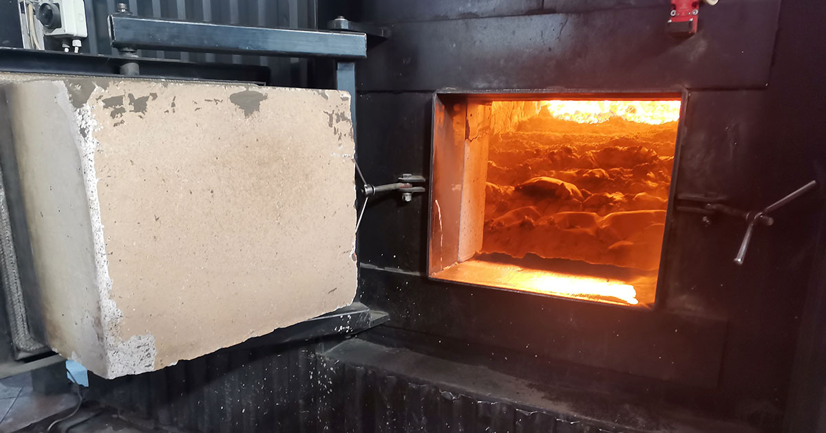 Barabás-Pál Hajnalka